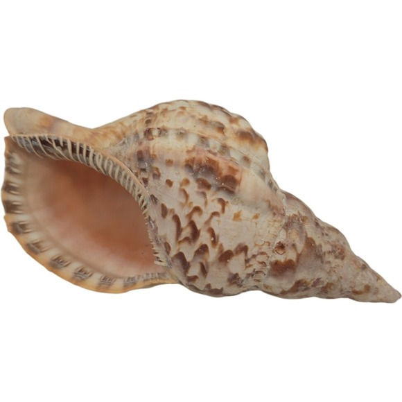 Other - Triton's trumpet shell Charonia tritonis 7.5"